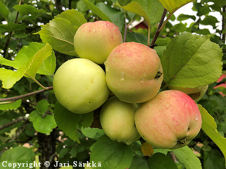 Tarhaomenapuu, Malus domestica 'Suislepp'